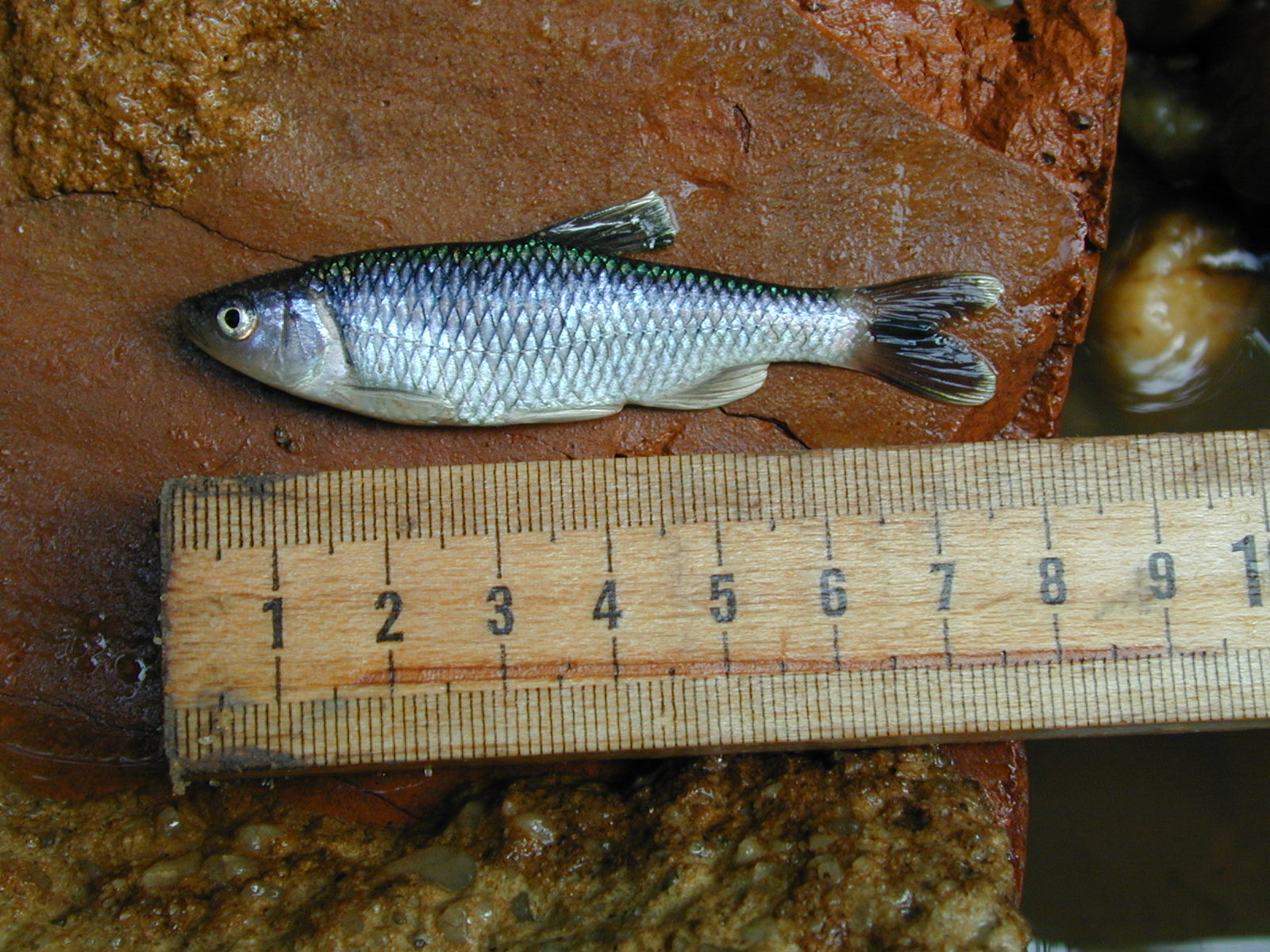 Field photo showing stream conditions at site BIRD-101-R-2002-528