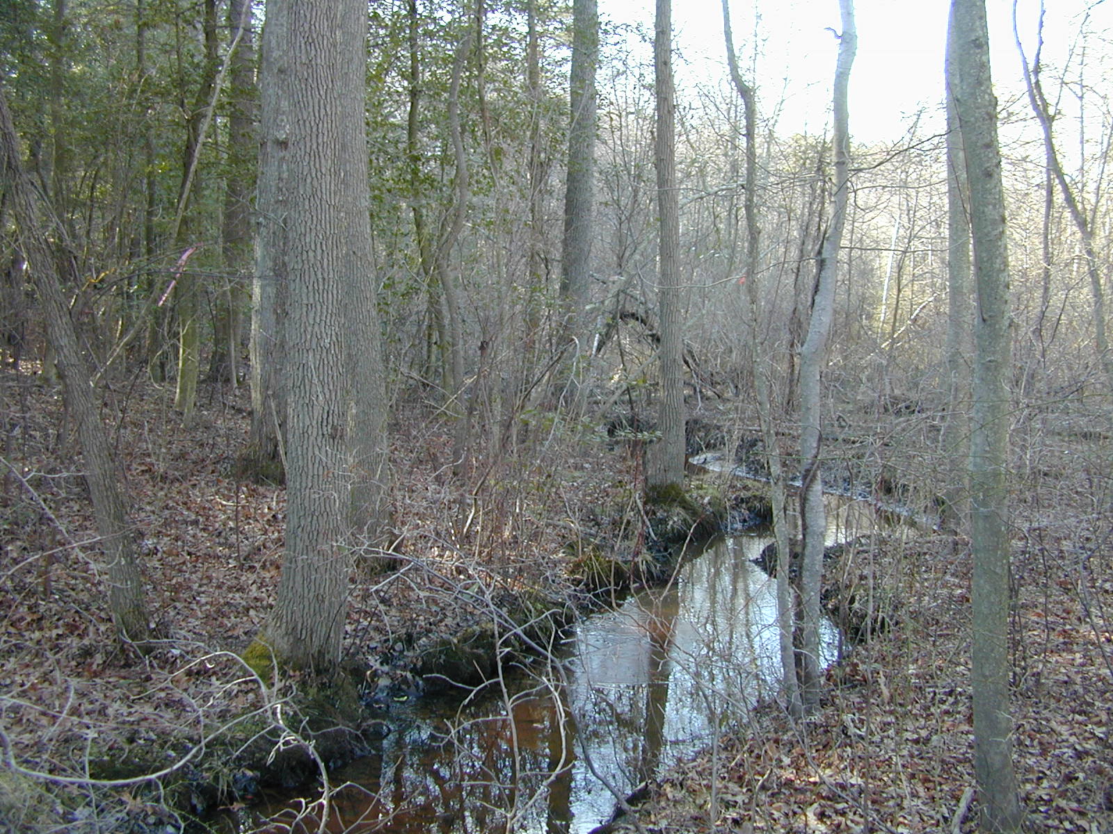 Field photo showing stream conditions at site BODK-101-R-2001-2