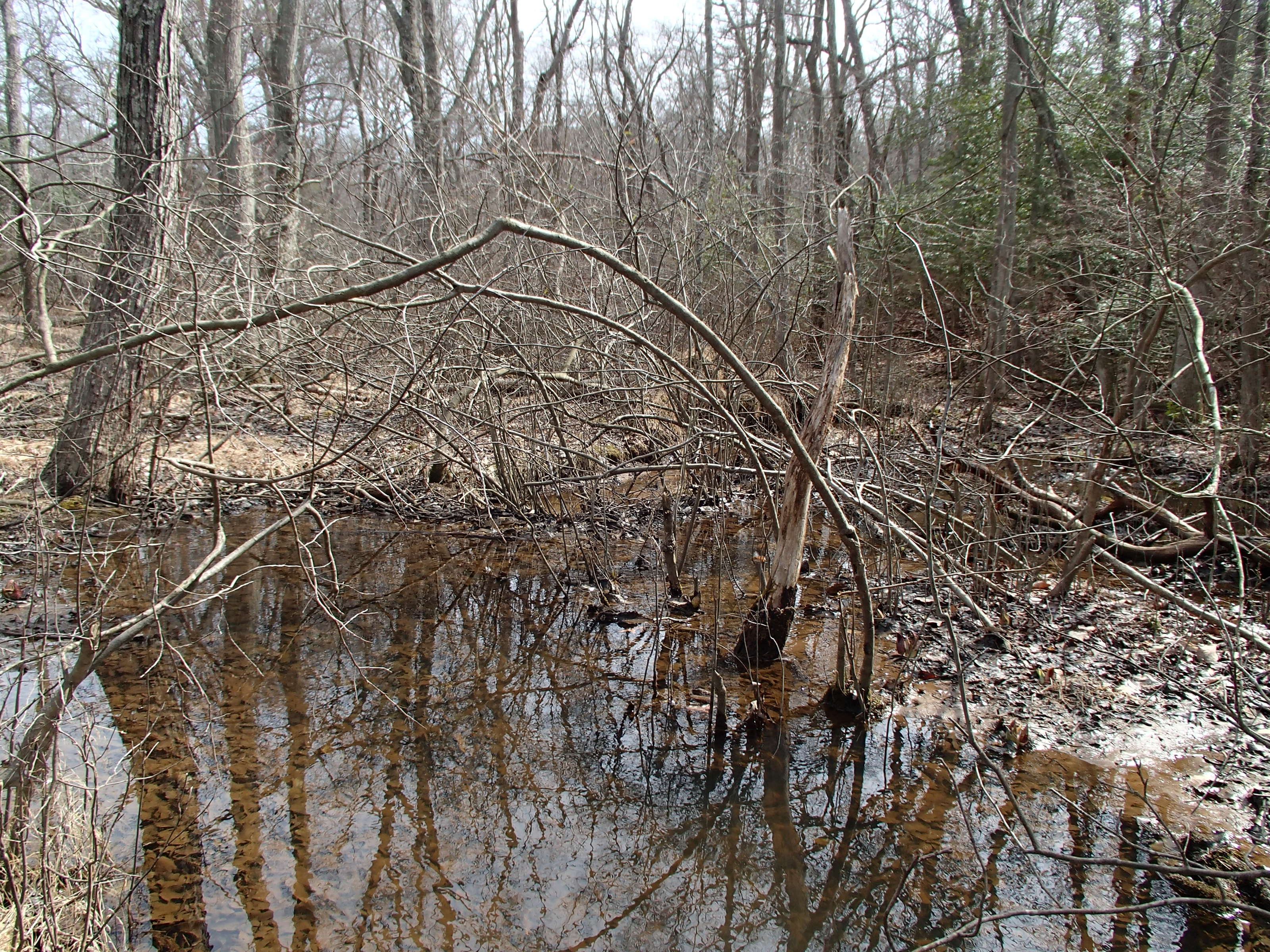 Field photo showing stream conditions at site BODK-101-R-2015_Midpoint-looking-downstream