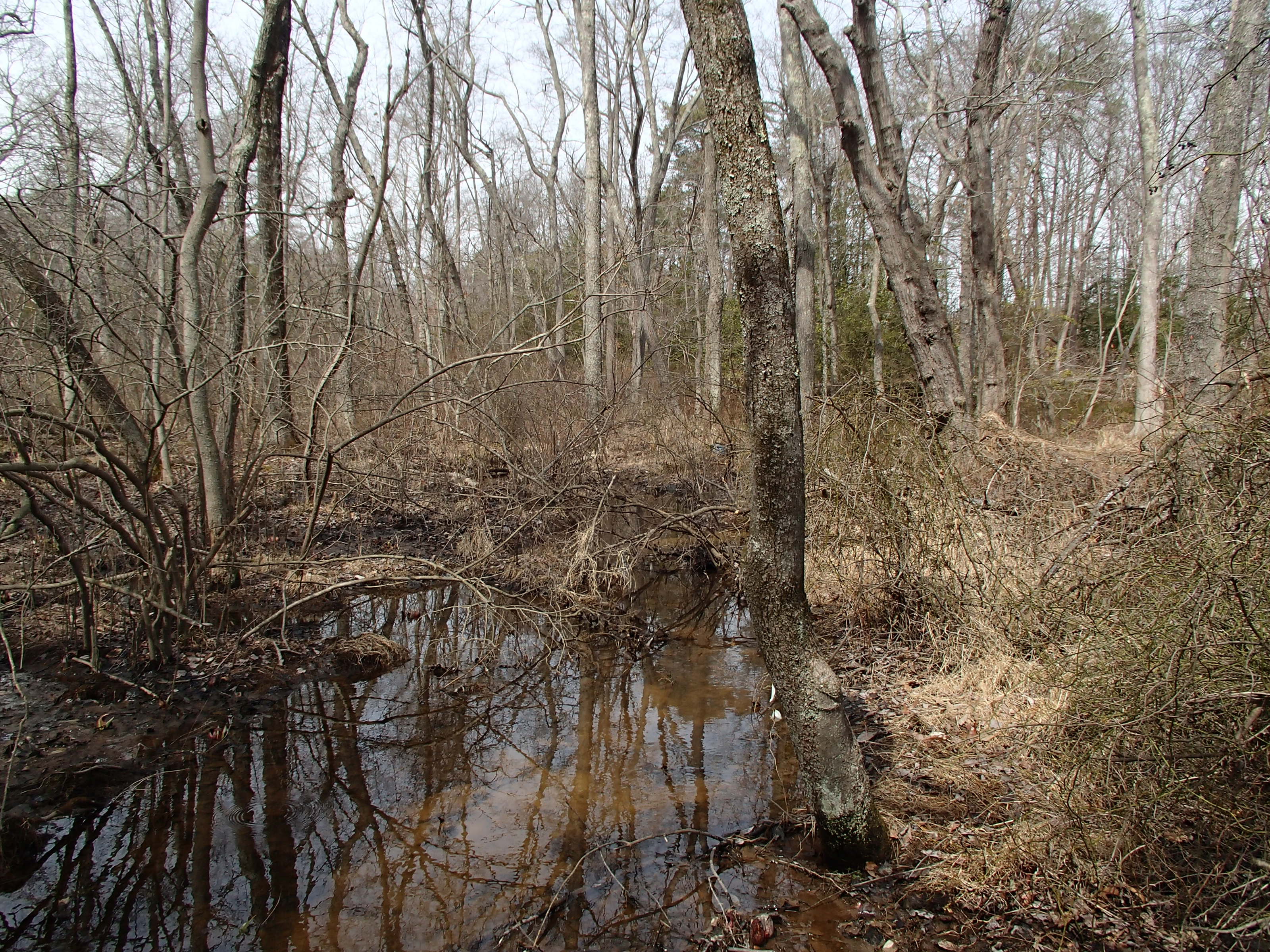 Field photo showing stream conditions at site BODK-101-R-2015_Midpoint-looking-upstream