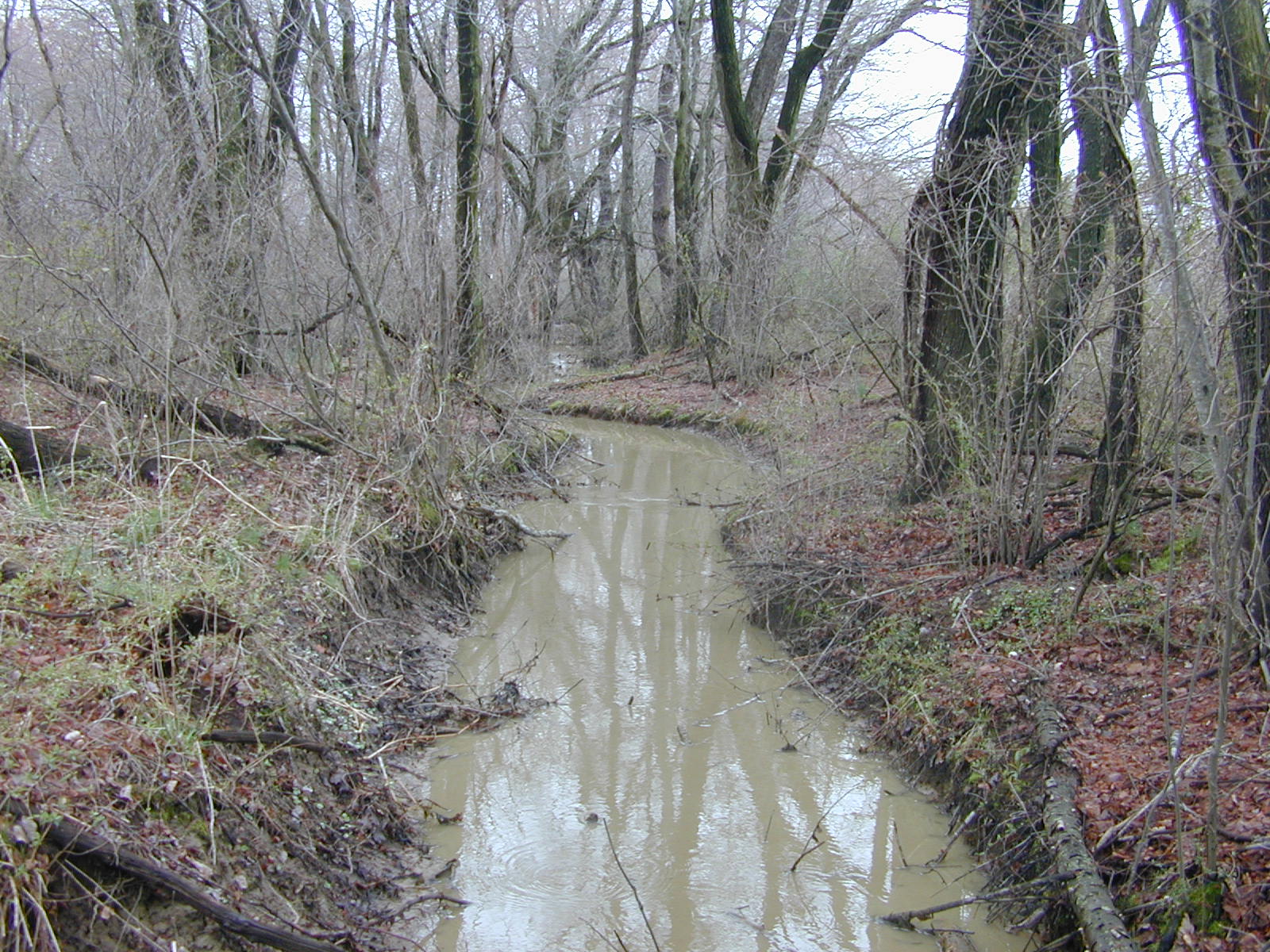 Field photo showing stream conditions at site BOHE-113-R-2003-0983
