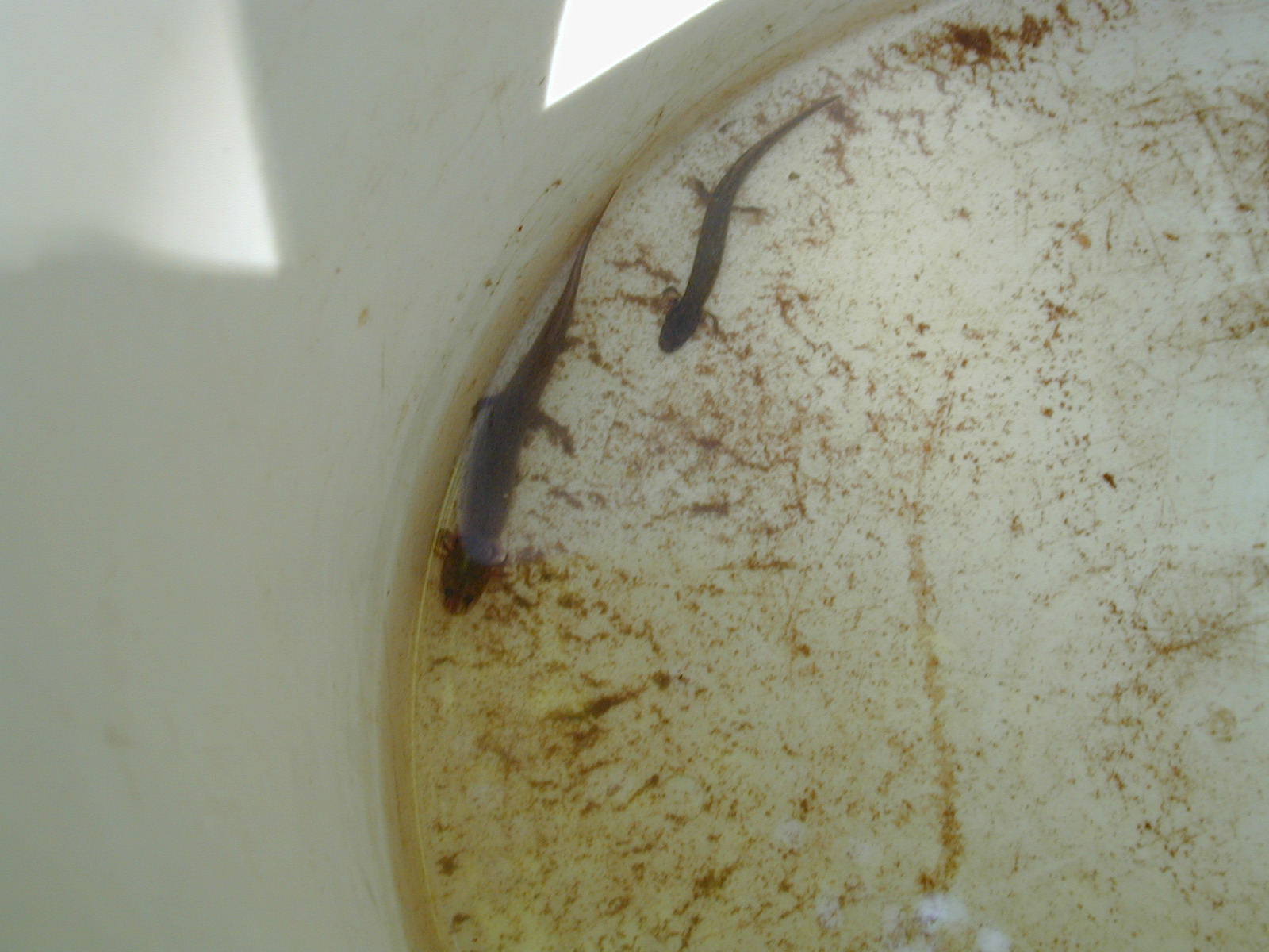 Field photo showing stream conditions at site BRET-101-R-2002-557