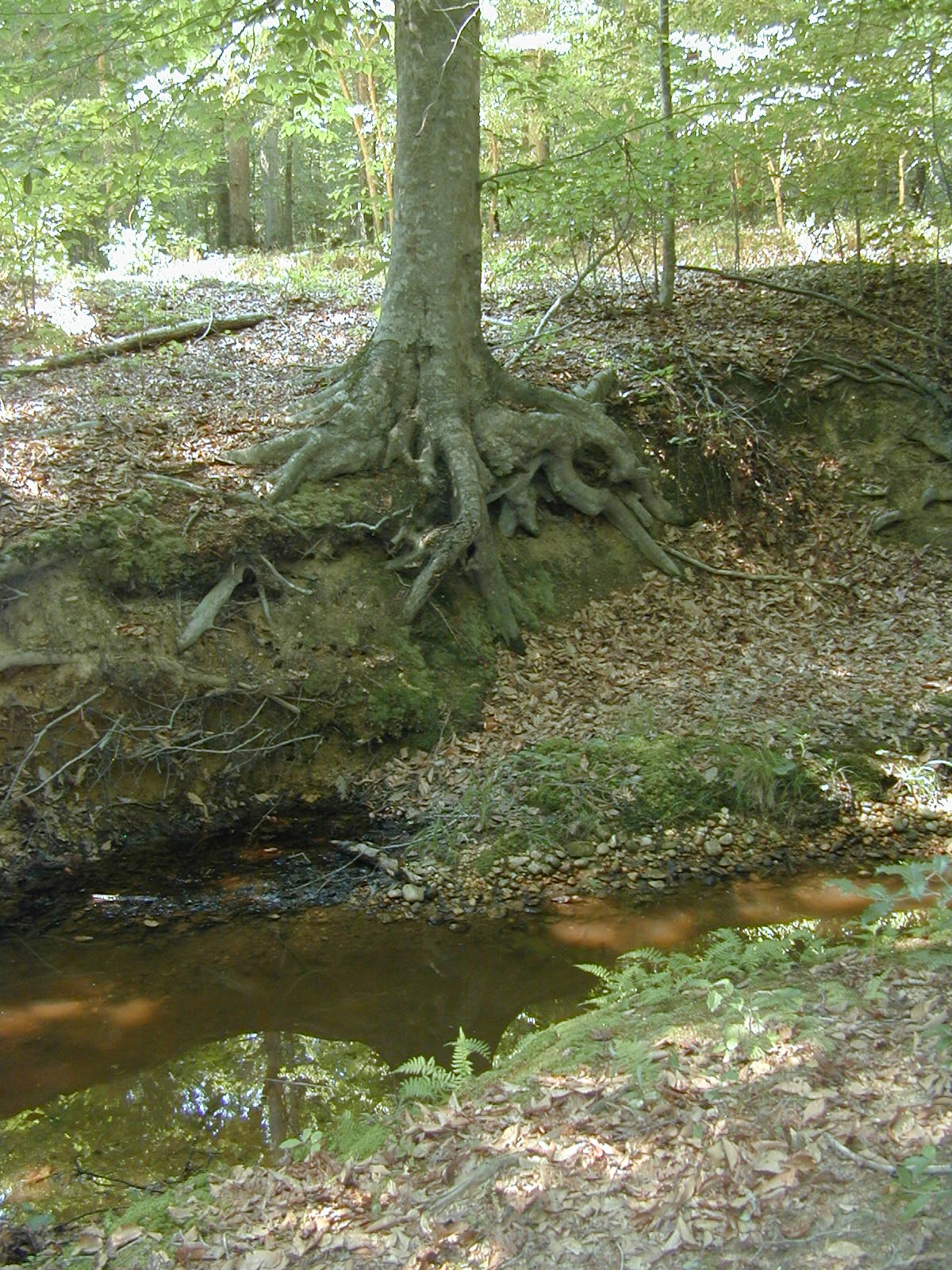 Field photo showing stream conditions at site BRET-101-R-2002-559