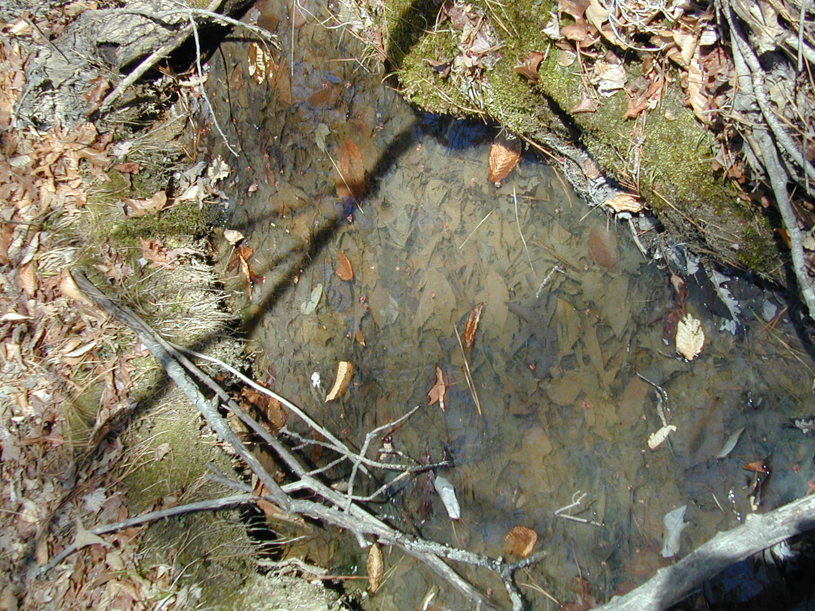 Field photo showing stream conditions at site BRET-115-R-2002-382