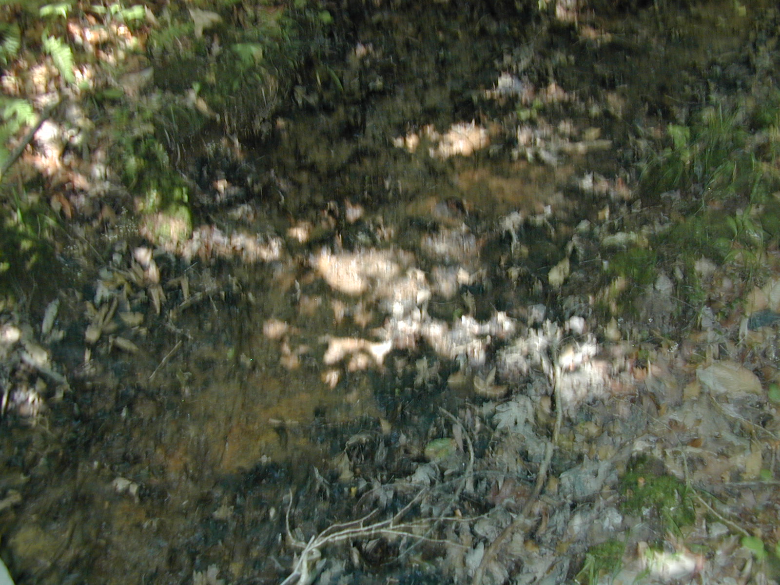 Field photo showing stream conditions at site BRET-115-R-2002-567