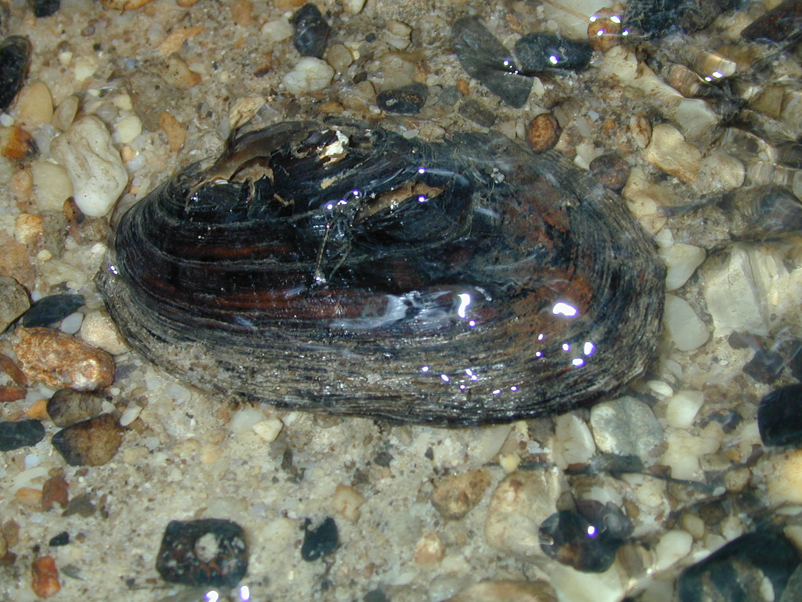 Field photo showing stream conditions at site BRET-408-R-2002-571