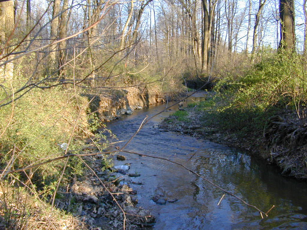 Field photo showing stream conditions at site BRIG-111-R-2000-02_0877