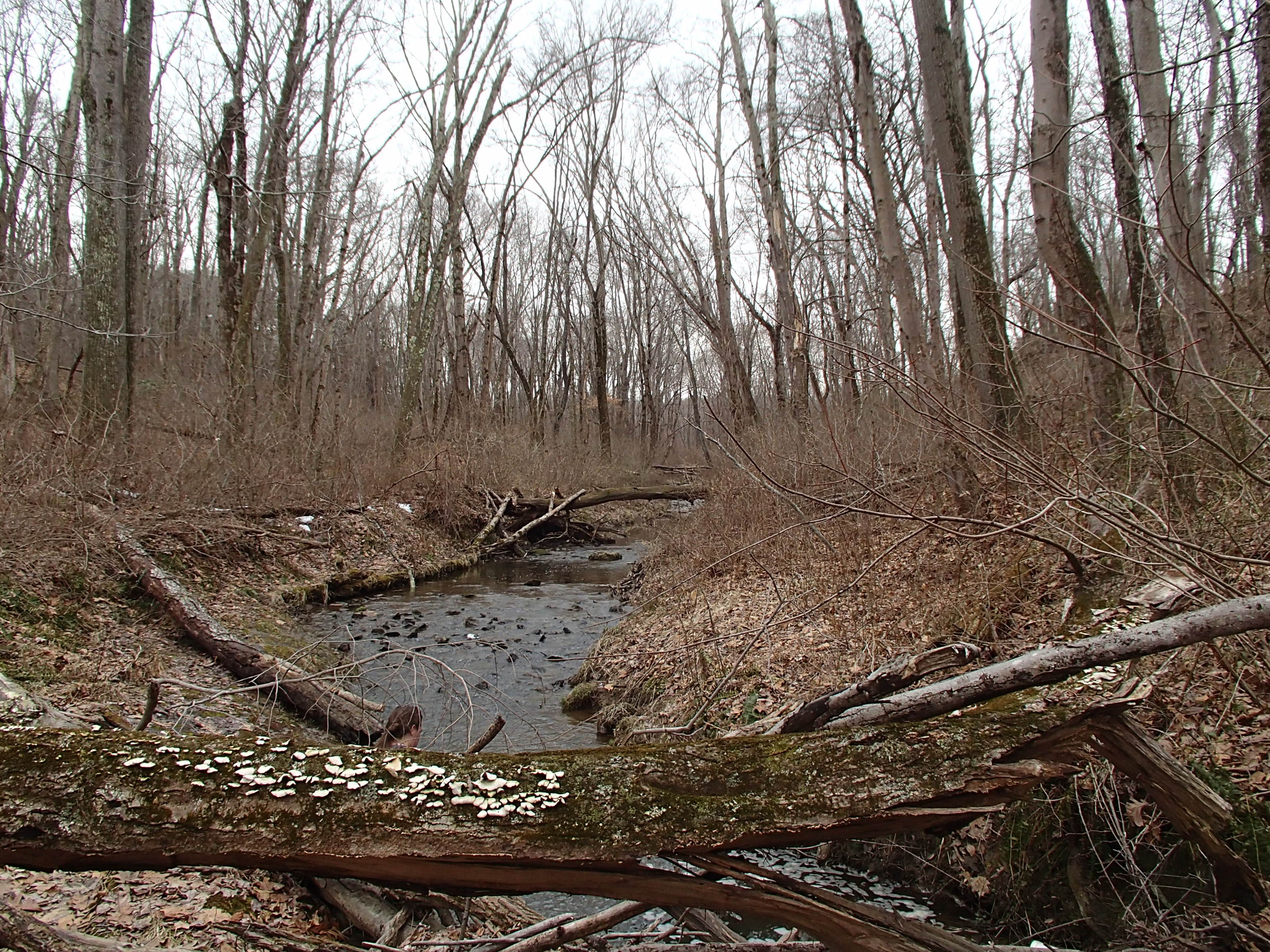 Field photo showing stream conditions at site BRIG-123-R-2014-1