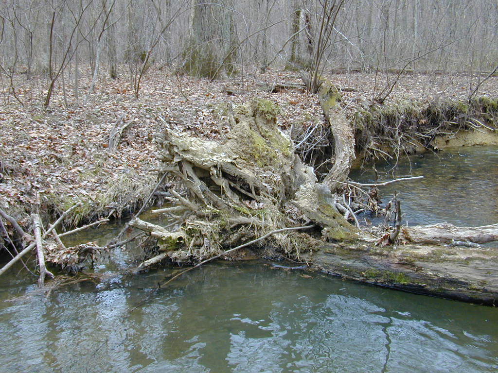 Field photo showing stream conditions at site BRIG-218-R-2000-03_0804
