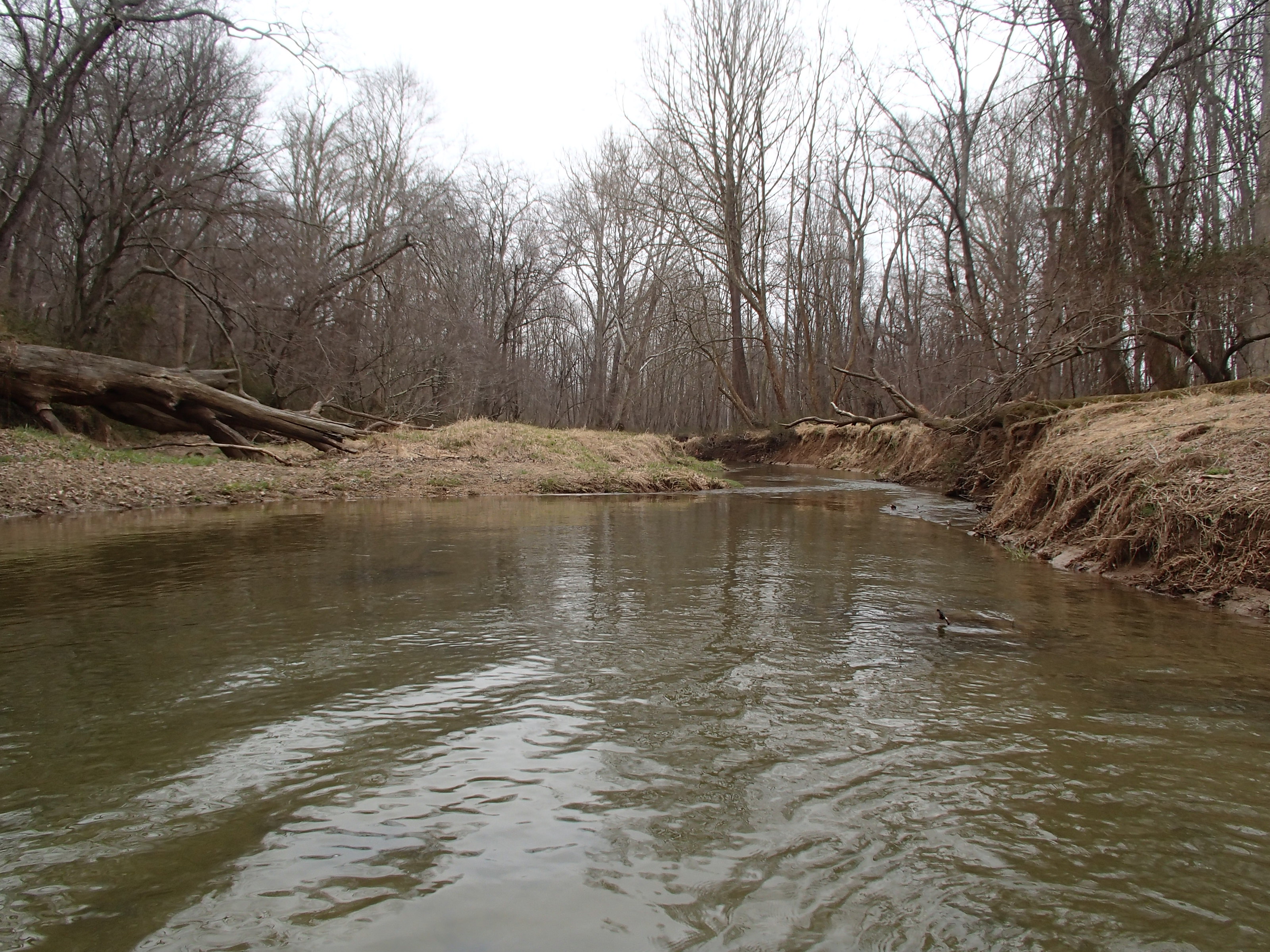Field photo showing stream conditions at site BRIG-319-R-2017-MidpointLookingDownstream