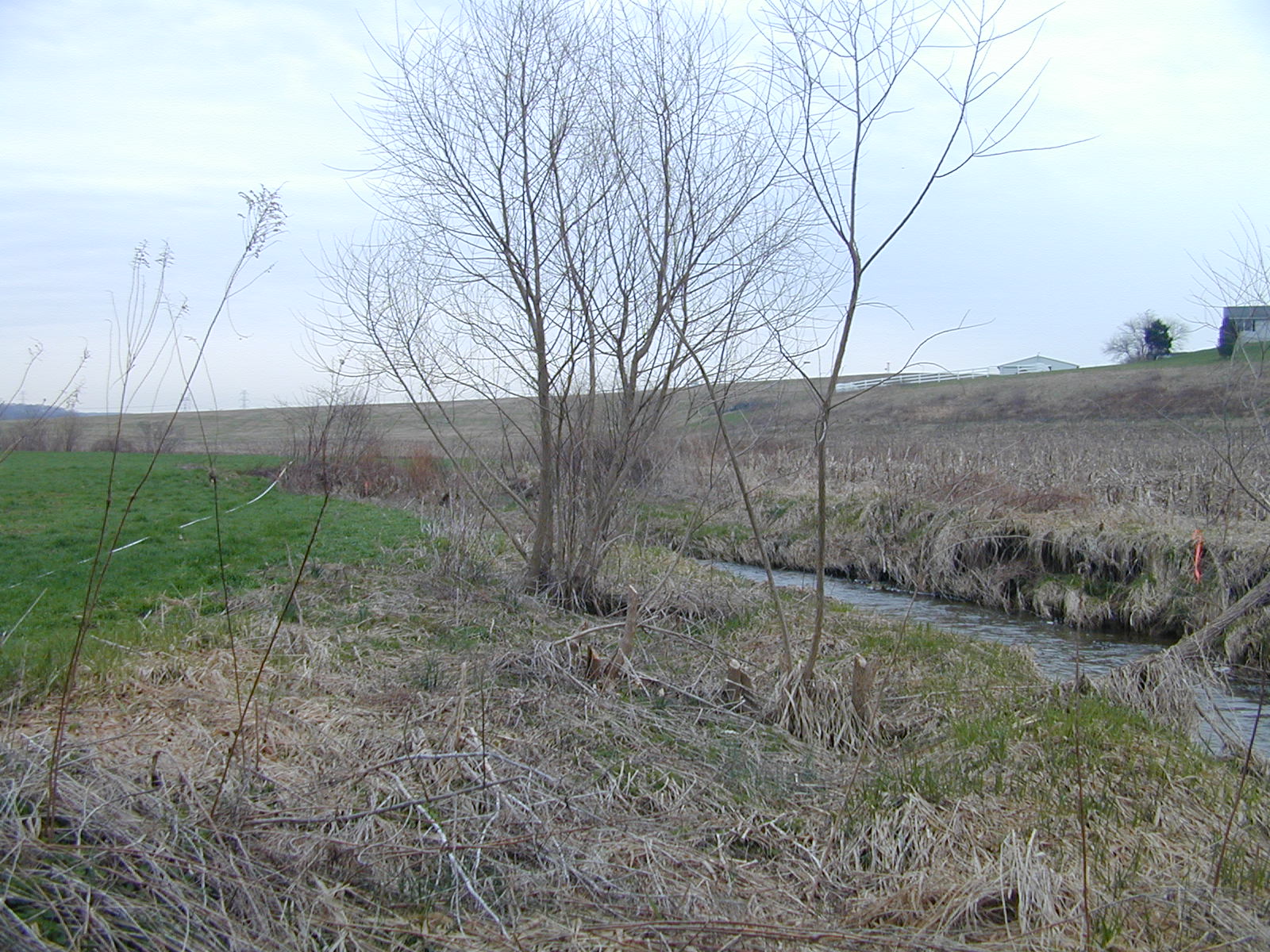 Field photo showing stream conditions at site BROA-103-R-2003-735