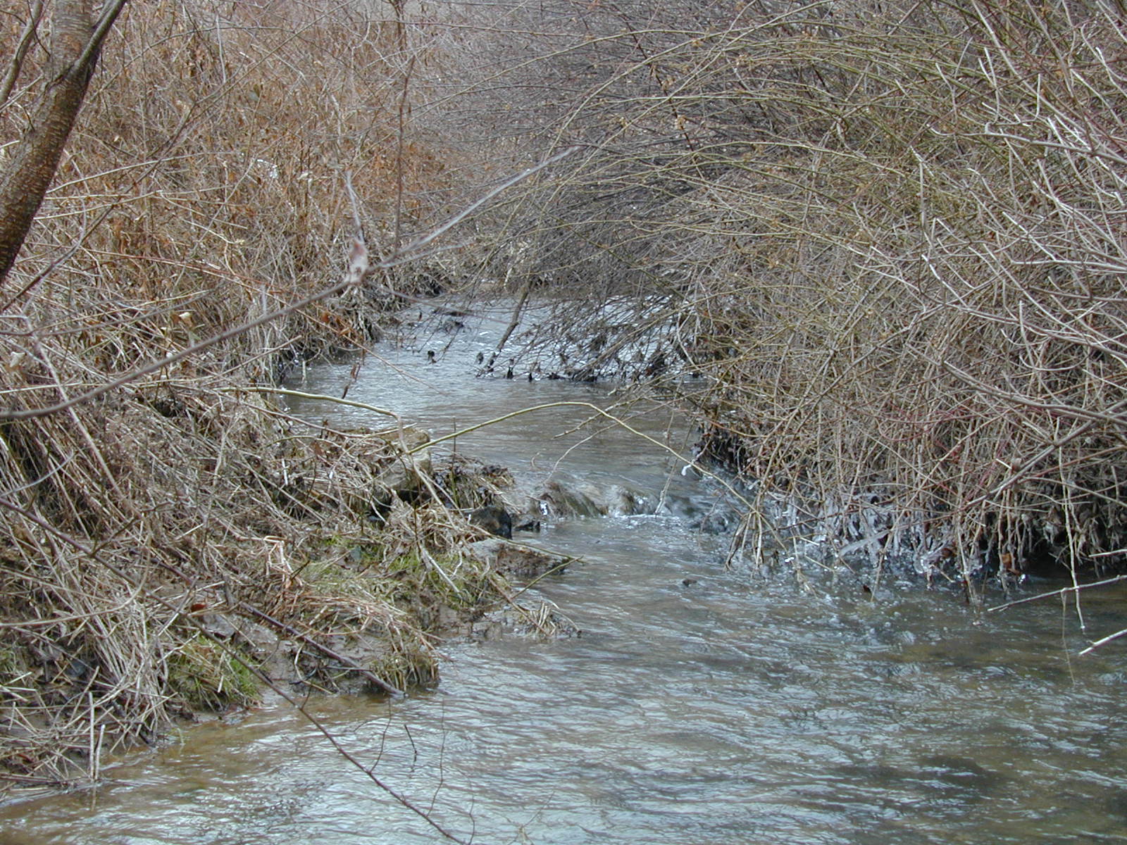 Field photo showing stream conditions at site BROA-104-R-2003-661