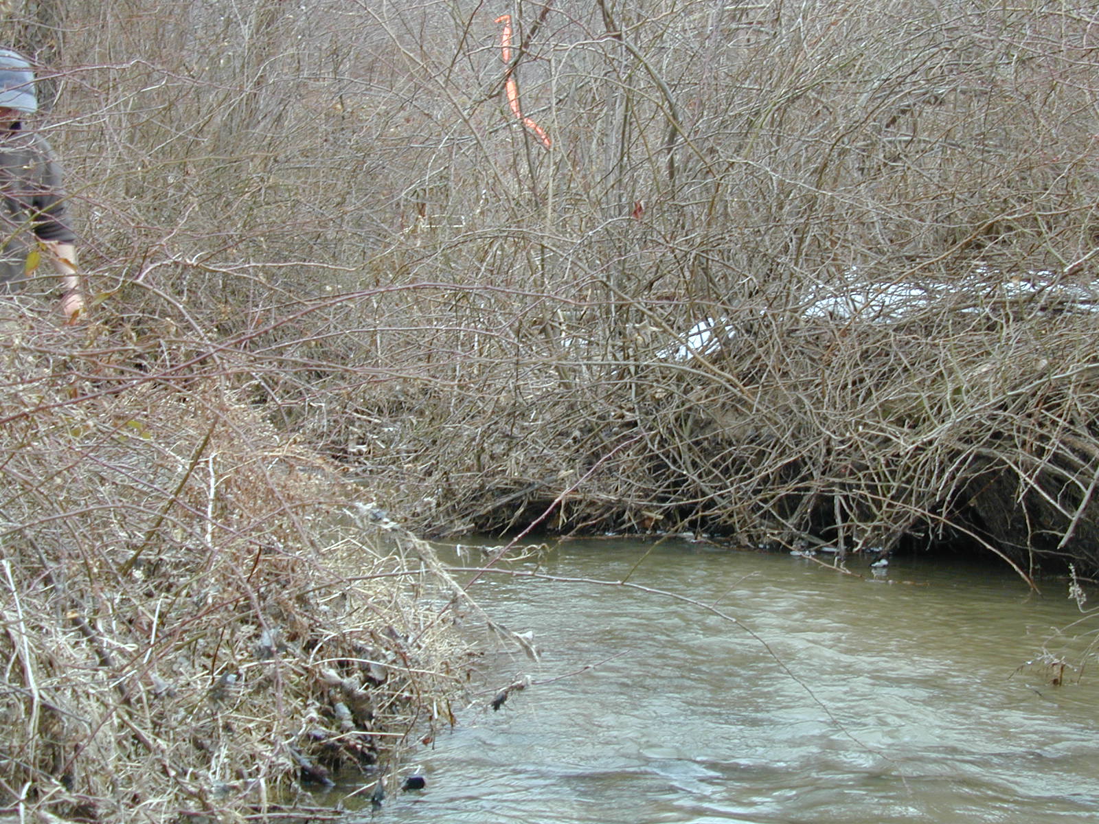 Field photo showing stream conditions at site BROA-104-R-2003-662