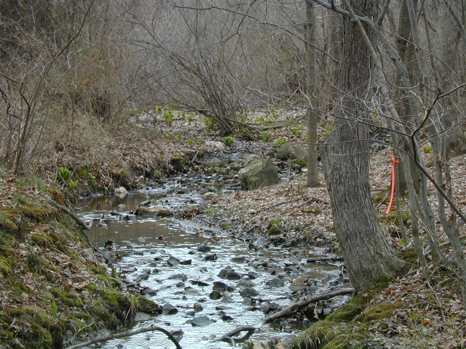 Field photo showing stream conditions at site BROA-105-R-2003-743