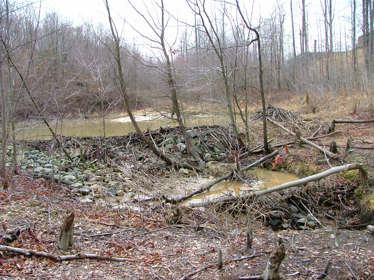 Field photo showing stream conditions at site BUSH-103-R-2004-6