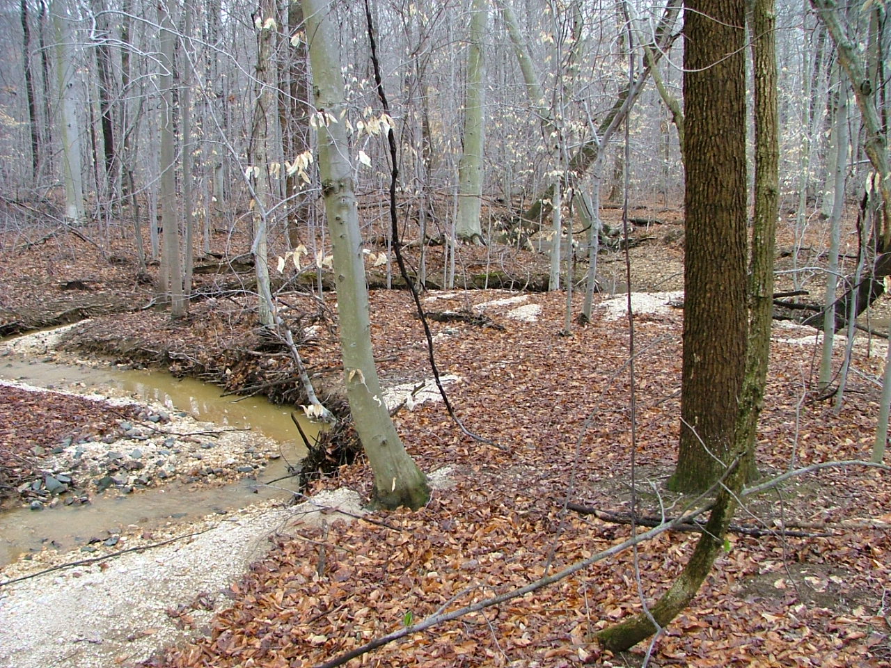 Field photo showing stream conditions at site BUSH-103-R-2004-7