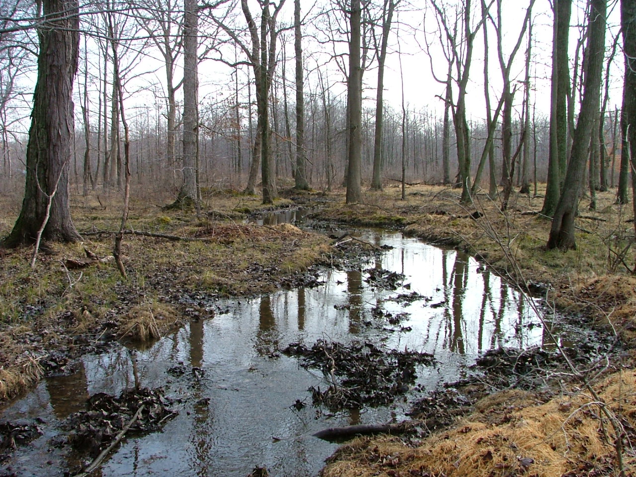 Field photo showing stream conditions at site BUSH-104-R-2004-1