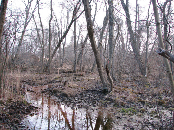 Field photo showing stream conditions at site BUSH-104-R-2007-2