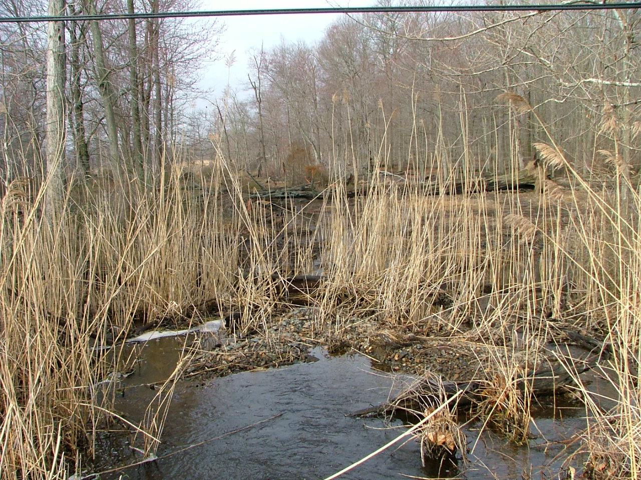Field photo showing stream conditions at site BUSH-114-R-2004-1