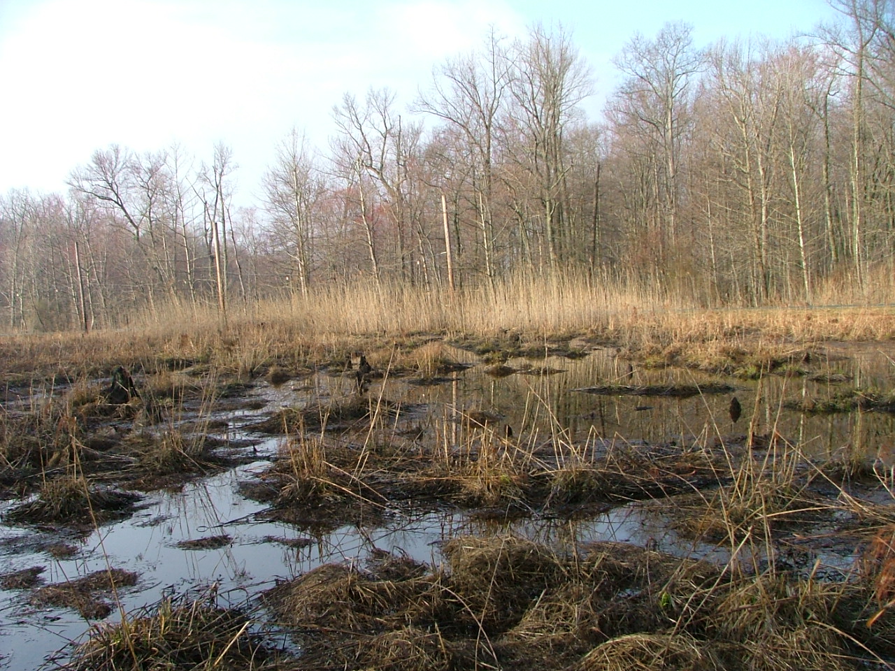 Field photo showing stream conditions at site BUSH-114-R-2004-2