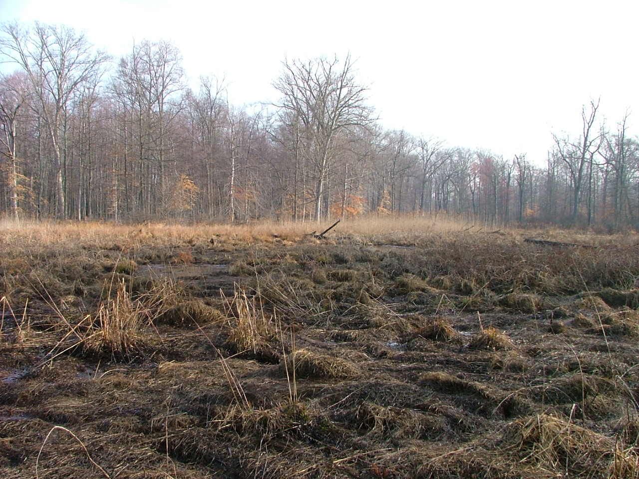 Field photo showing stream conditions at site BUSH-114-R-2004-3