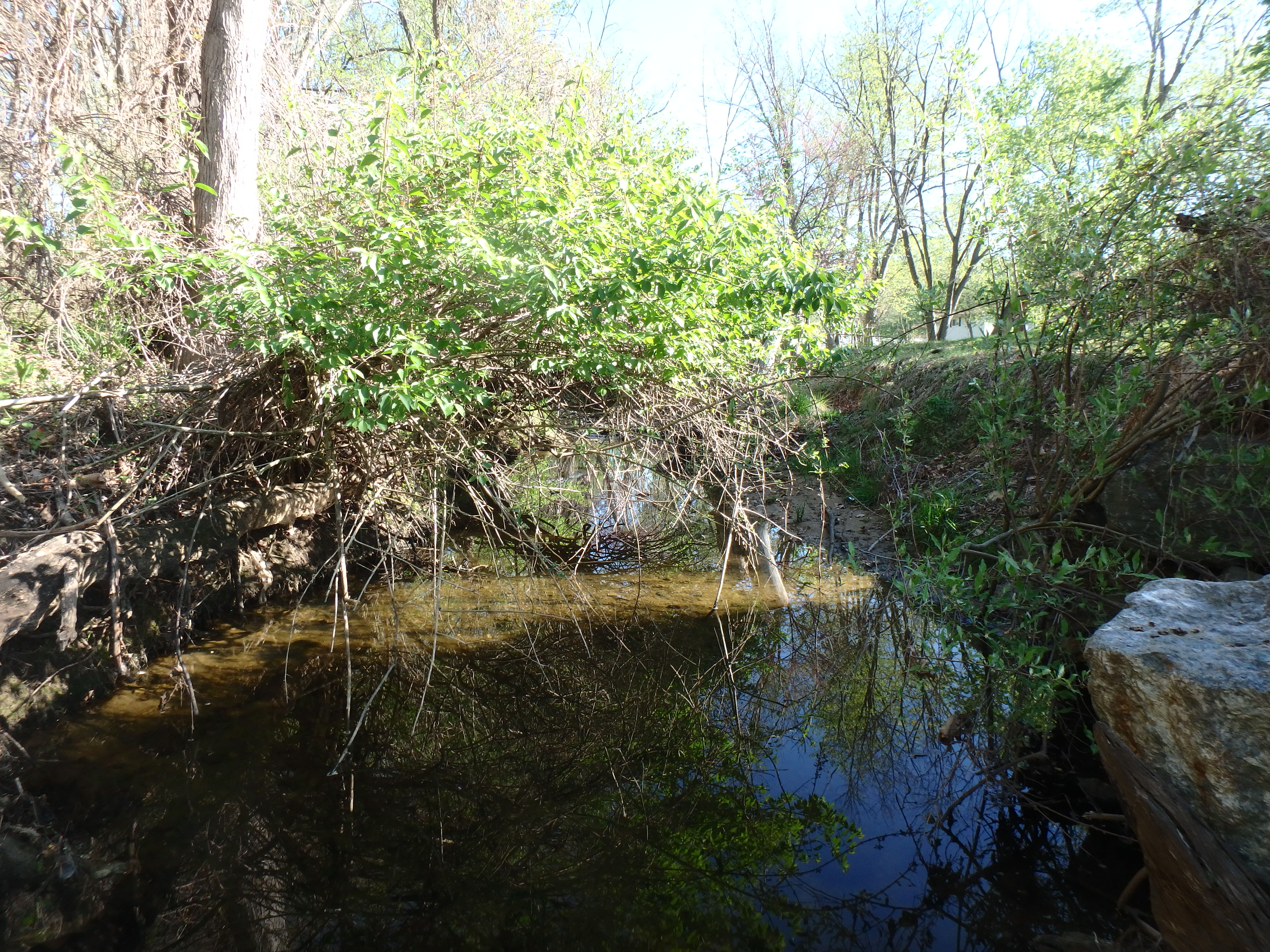 Field photo showing stream conditions at site CABJ-102-R-2017-MidpointLookingUpstream