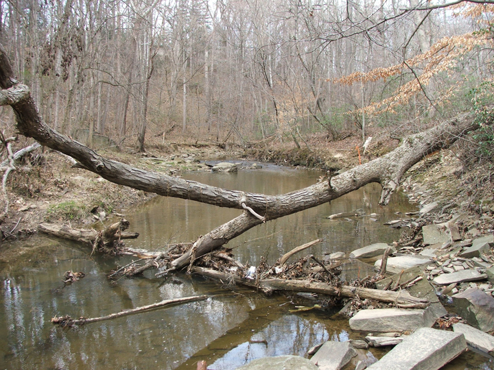 Field photo showing stream conditions at site CABJ-207-B-2008-1
