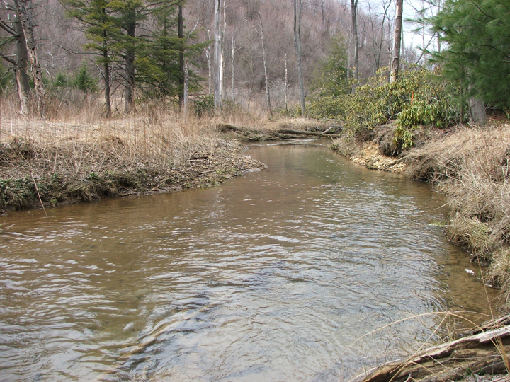 Field photo showing stream conditions at site CASS-101-R-2008-1