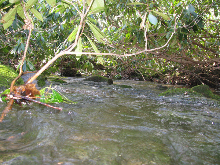 Field photo showing stream conditions at site CASS-102-H-2010-1