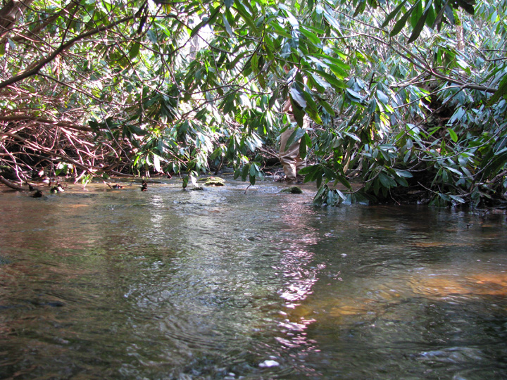 Field photo showing stream conditions at site CASS-102-H-2010-2
