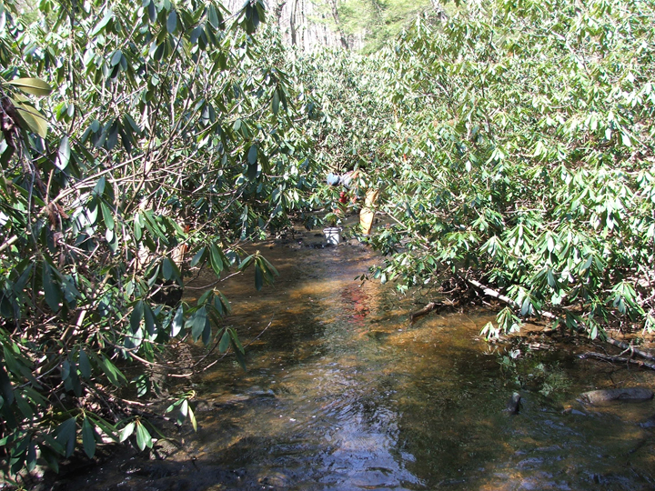 Field photo showing stream conditions at site CASS-105-R-2008-1