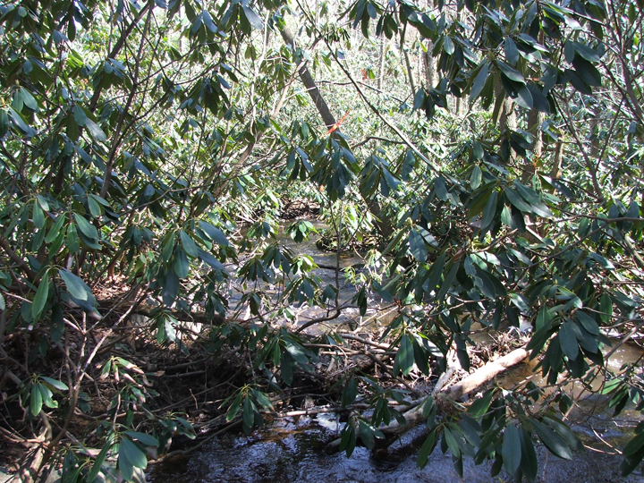 Field photo showing stream conditions at site CASS-105-R-2008-2