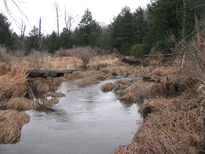 Field photo showing stream conditions at site CASS-105-X-2011-1