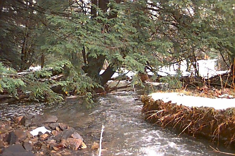 Field photo showing stream conditions at site CASS-106-R-2000-01