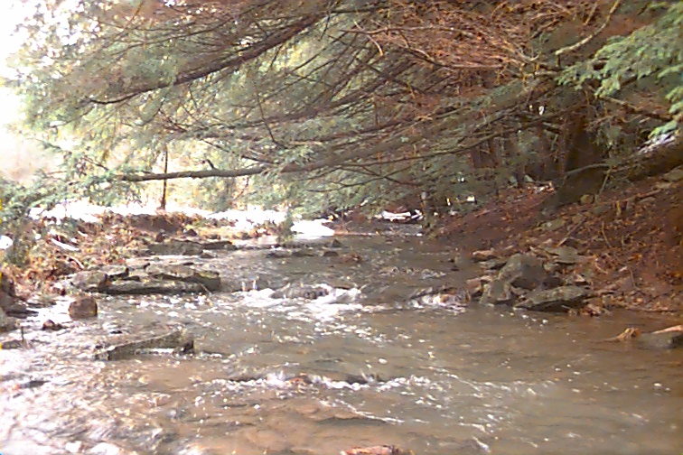 Field photo showing stream conditions at site CASS-106-R-2000-02
