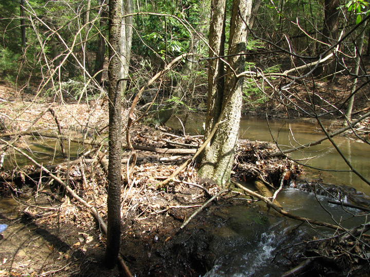 Field photo showing stream conditions at site CASS-107-H-2010-2