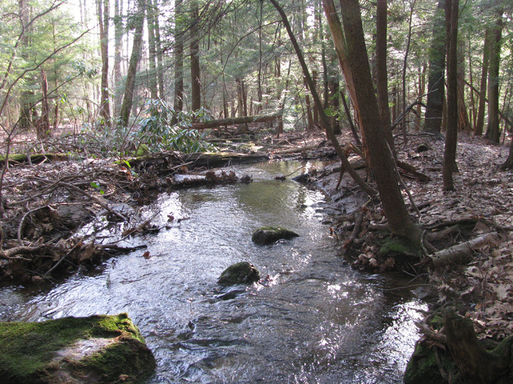 Field photo showing stream conditions at site CASS-108-H-2010-1