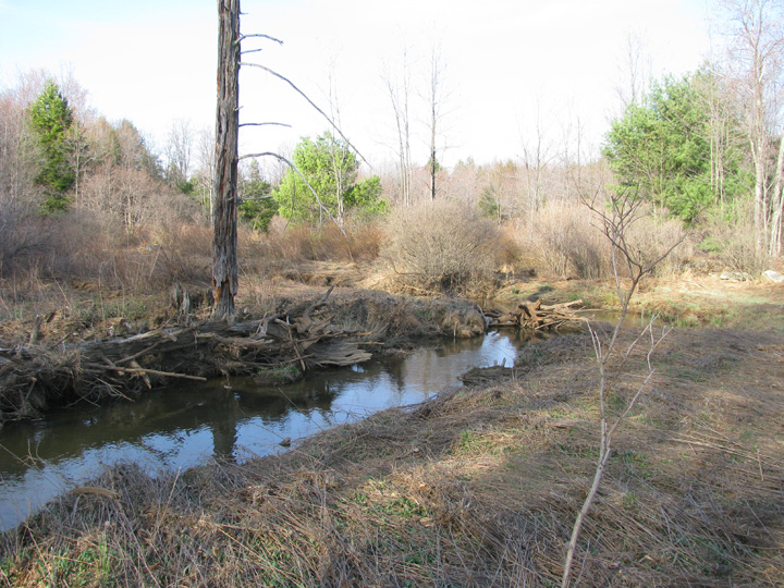 Field photo showing stream conditions at site CASS-112-H-2010-1