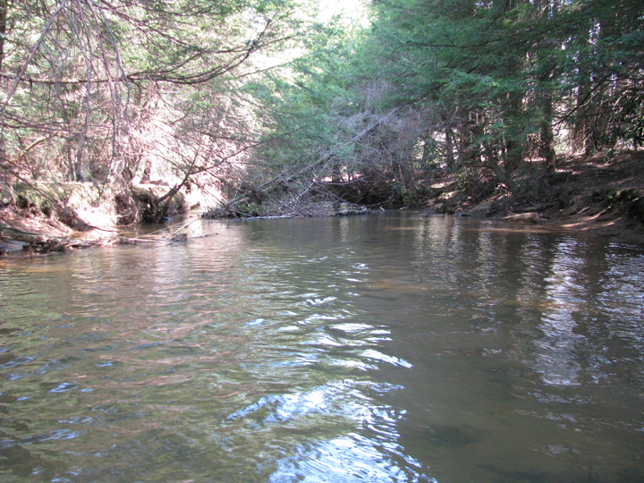 Field photo showing stream conditions at site CASS-201-H-2010-1