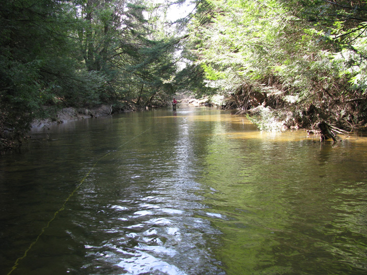 Field photo showing stream conditions at site CASS-201-H-2010-2