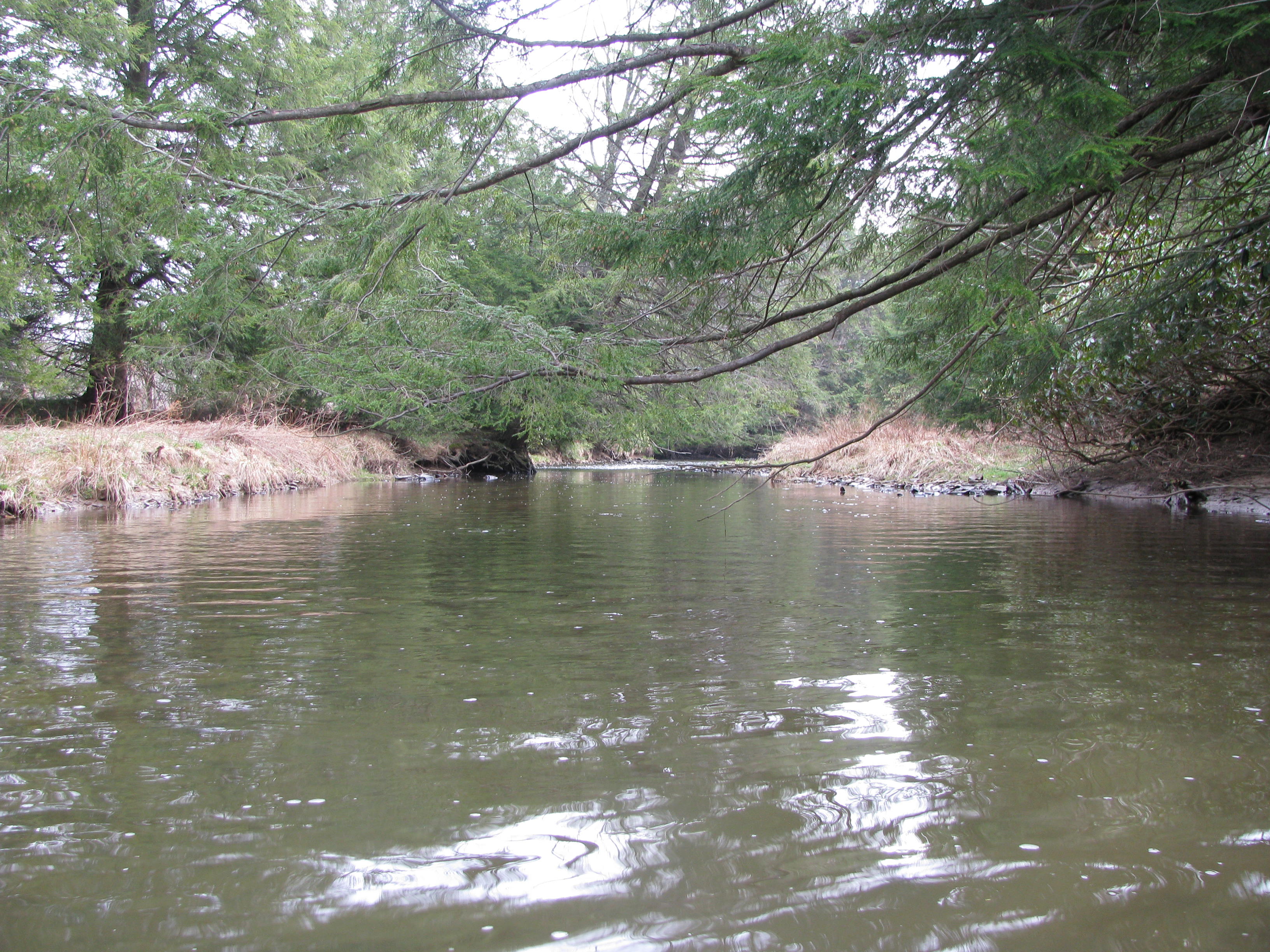 Field photo showing stream conditions at site CASS-392-B-2012-1