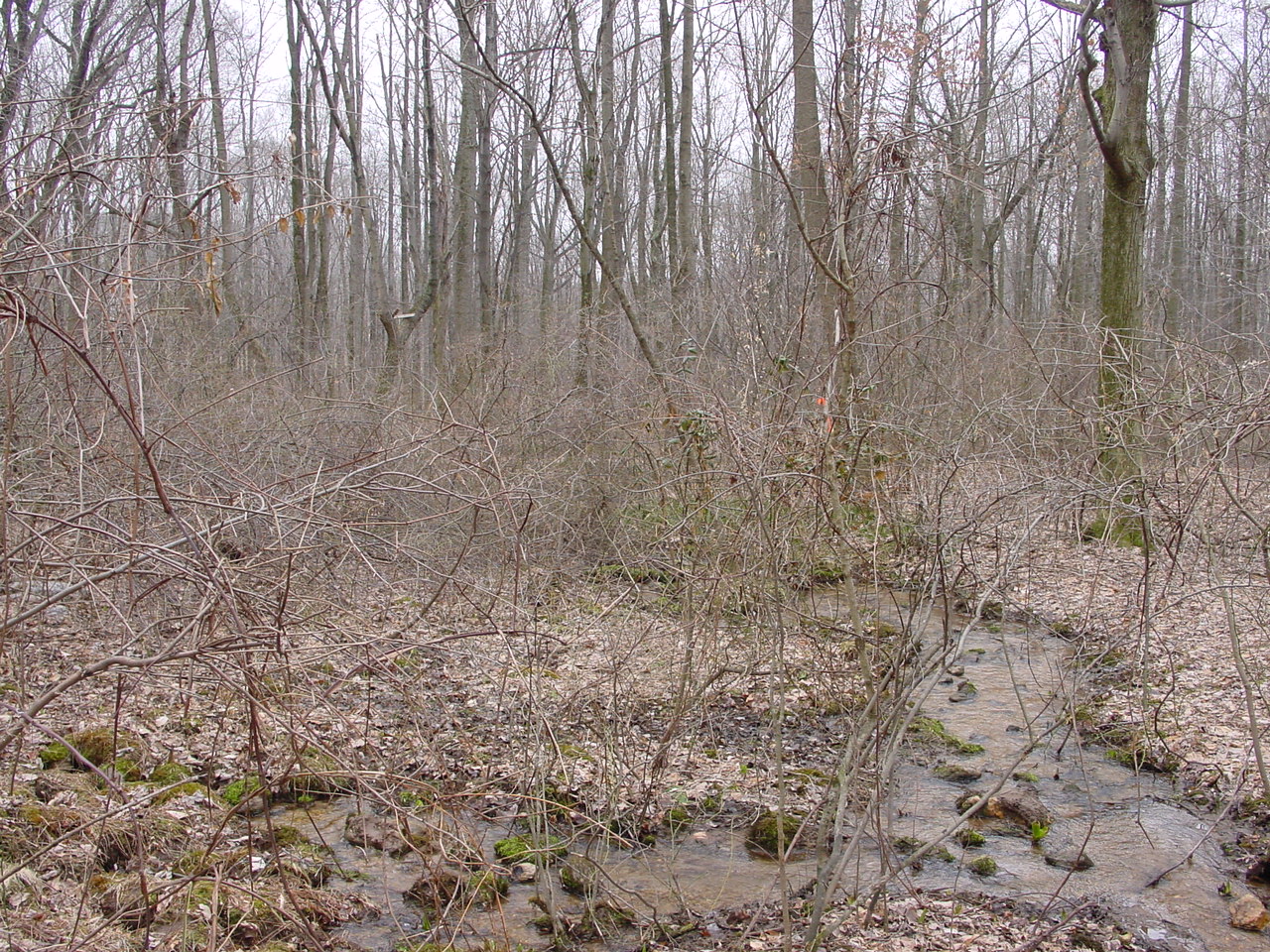 Field photo showing stream conditions at site CATO-104-R-2003-2