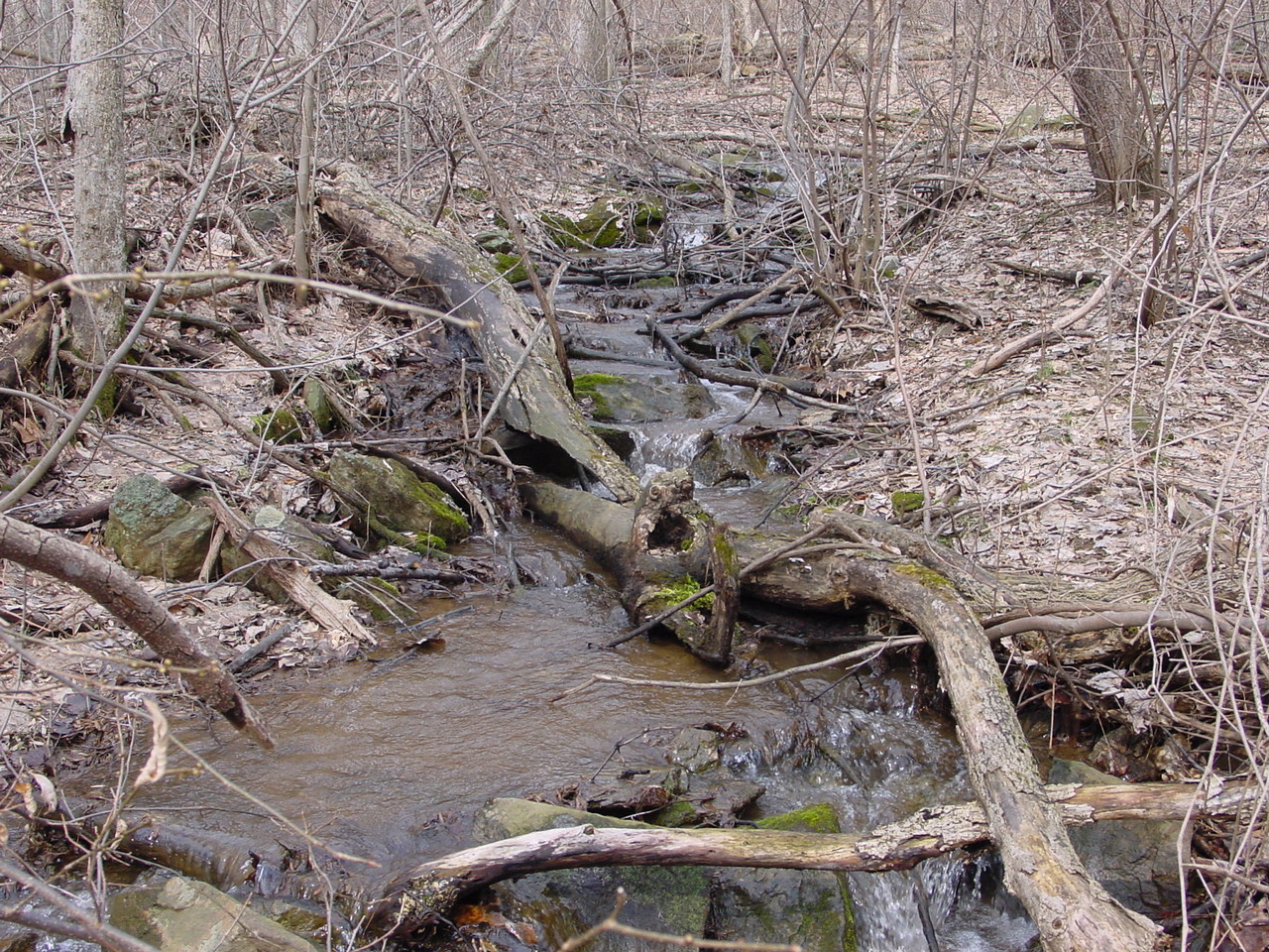 Field photo showing stream conditions at site CATO-109-R-2003-1