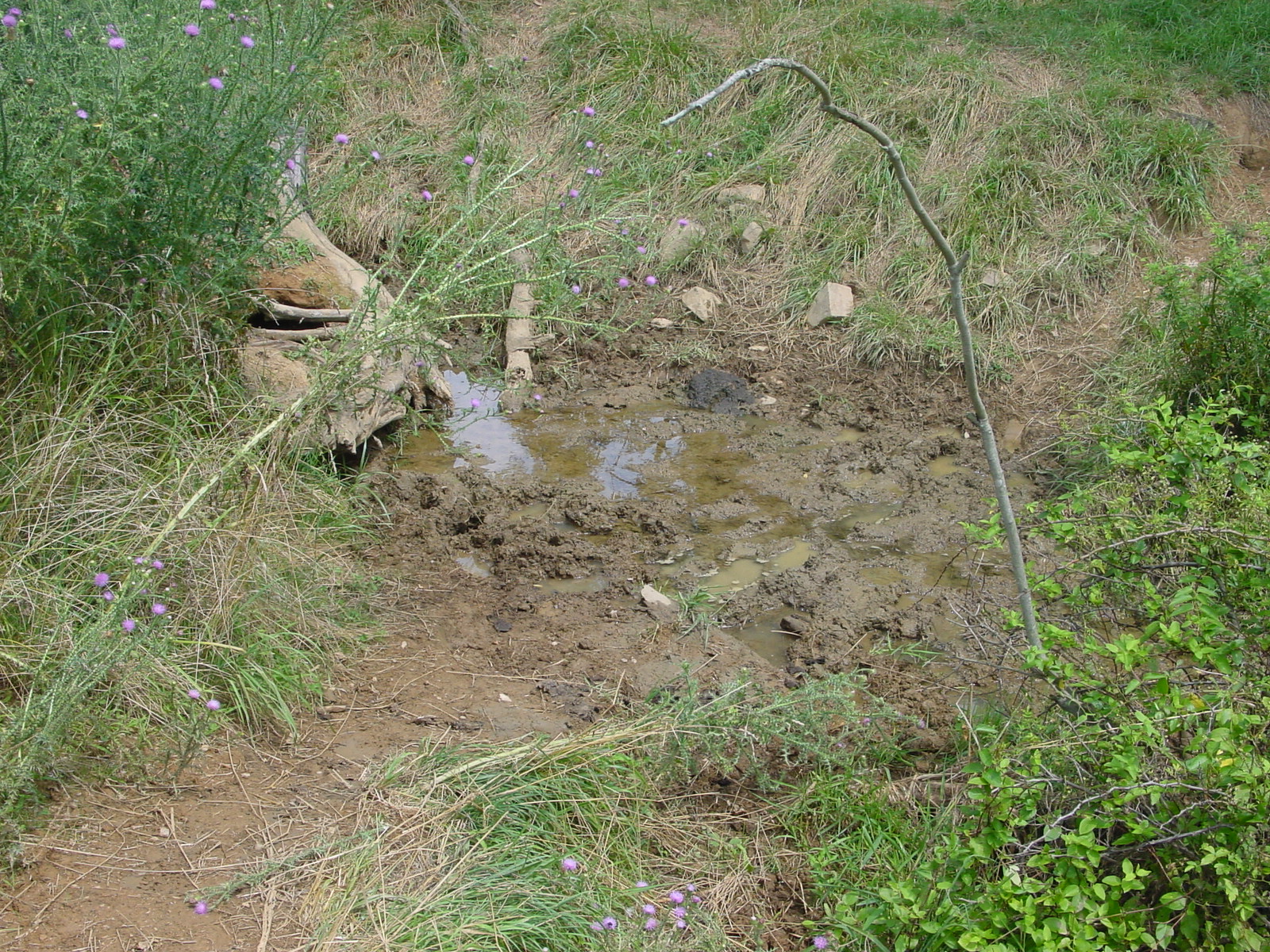 Field photo showing stream conditions at site CATO-110-R-2003-4
