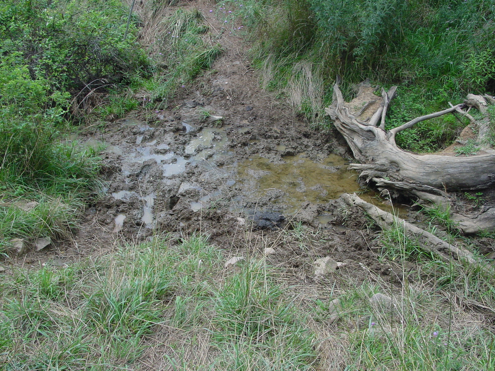 Field photo showing stream conditions at site CATO-110-R-2003-5