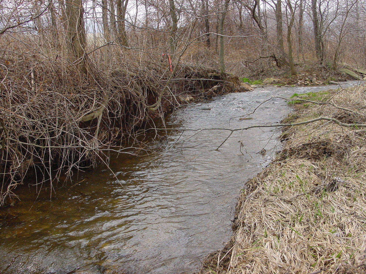Field photo showing stream conditions at site CATO-111-R-2003-1