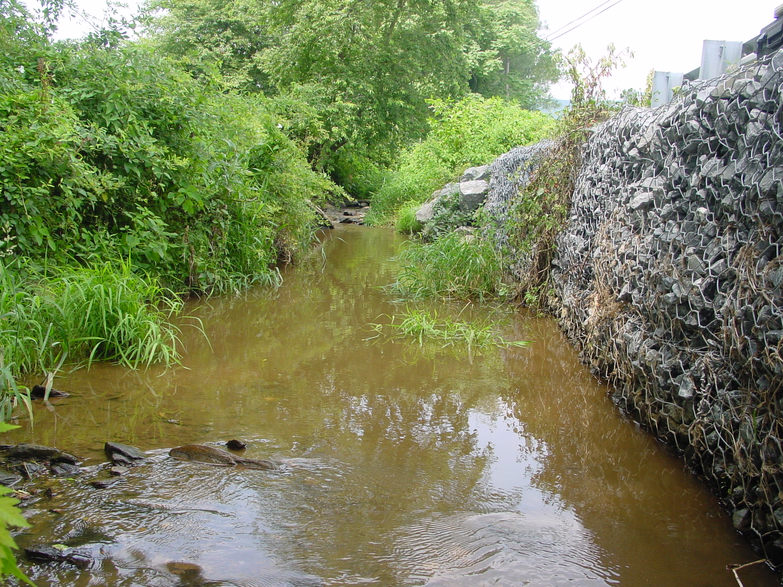 Field photo showing stream conditions at site CATO-111-R-2003-3