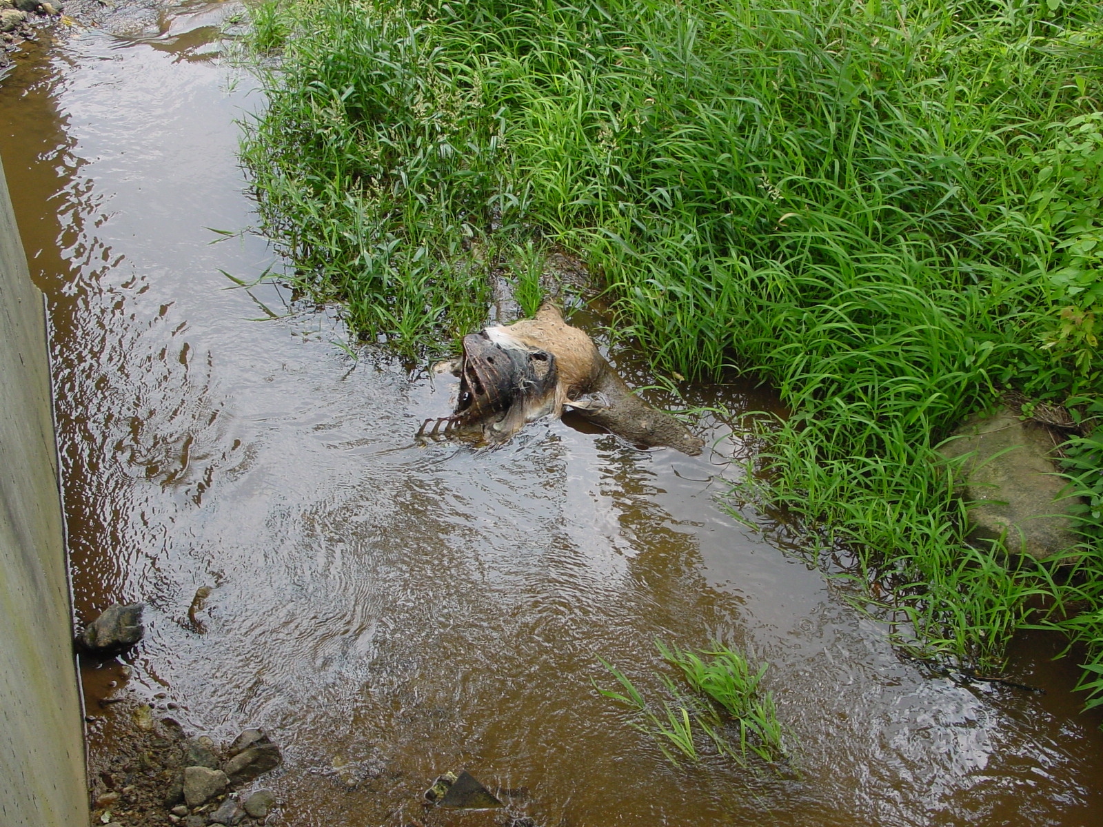 Field photo showing stream conditions at site CATO-111-R-2003-4