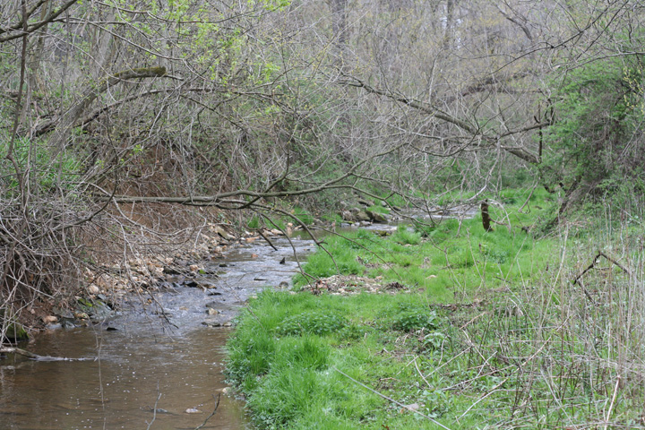 Field photo showing stream conditions at site CATO-115-R-2009-2