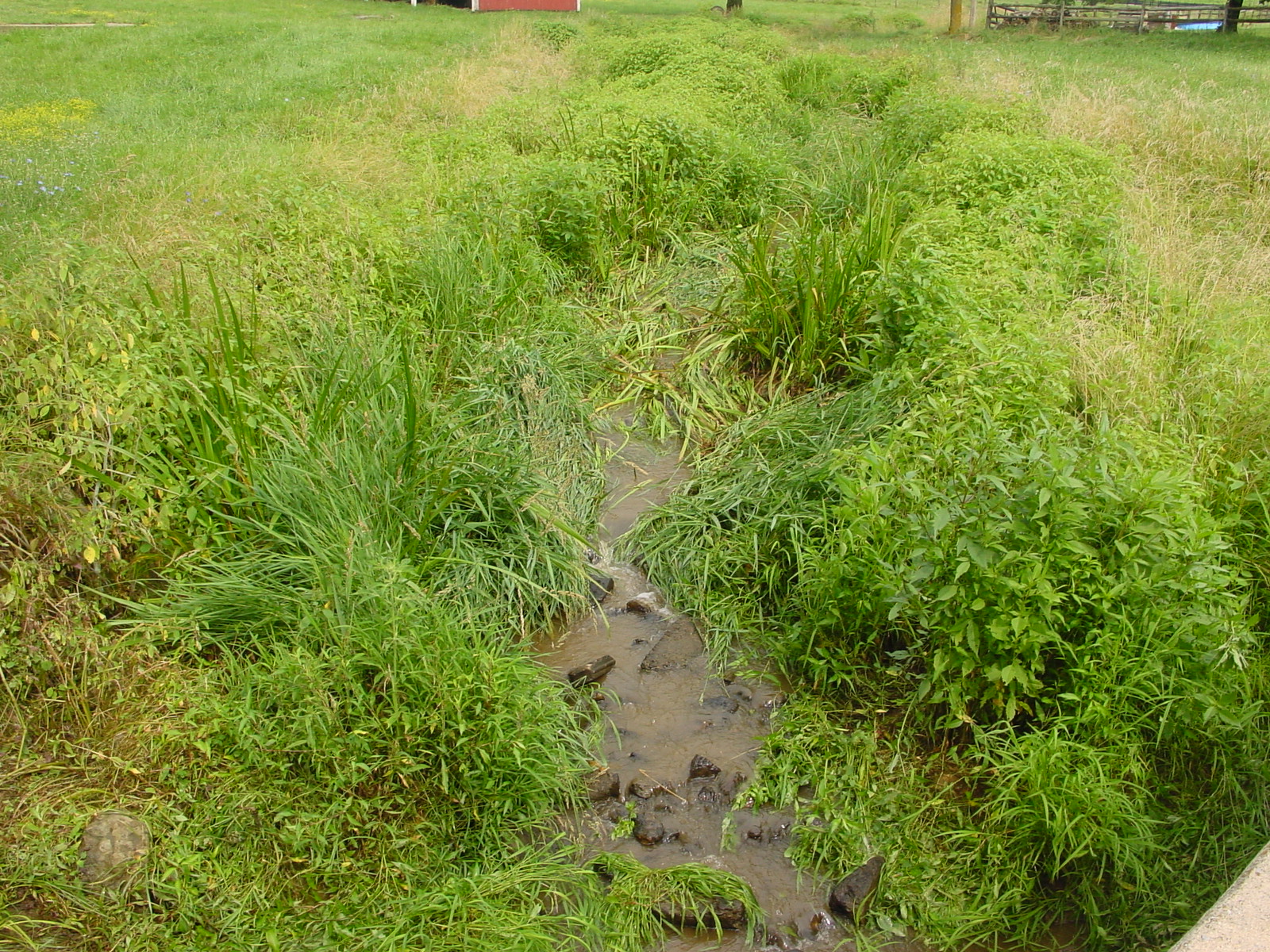 Field photo showing stream conditions at site CATO-125-R-2003-4y